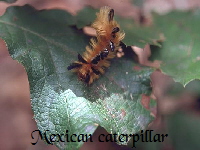Caterpillar