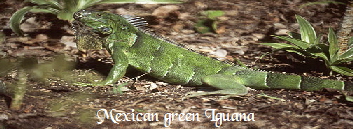 Green Iguana