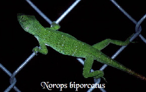 Norops_biporcatus