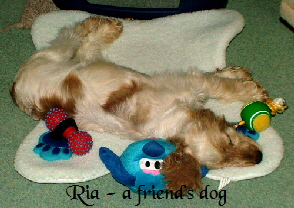 Ria