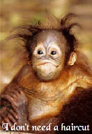 baby orangatang