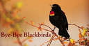 blackbird blackbird