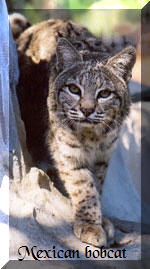 Mexican bobcat 