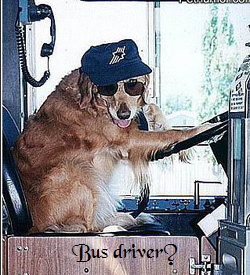 bus driver