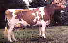 cow cow