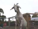goat on the fence goat on the fence
