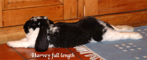harvey stretched