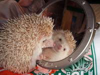 hedgehog