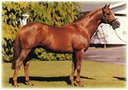 horse horse