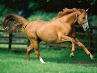 horse
