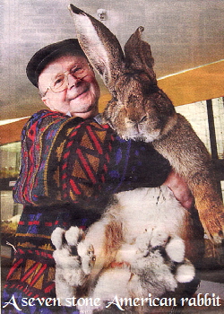huge rabbit