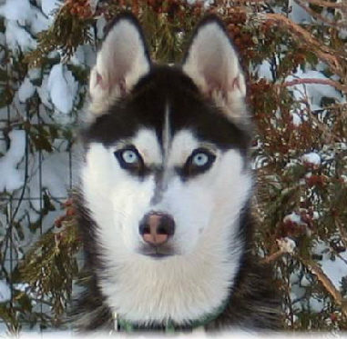 husky 012