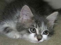 kitten