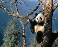 panda in tree