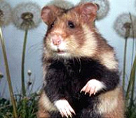 hamster black belly