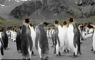 king penguins king penguins